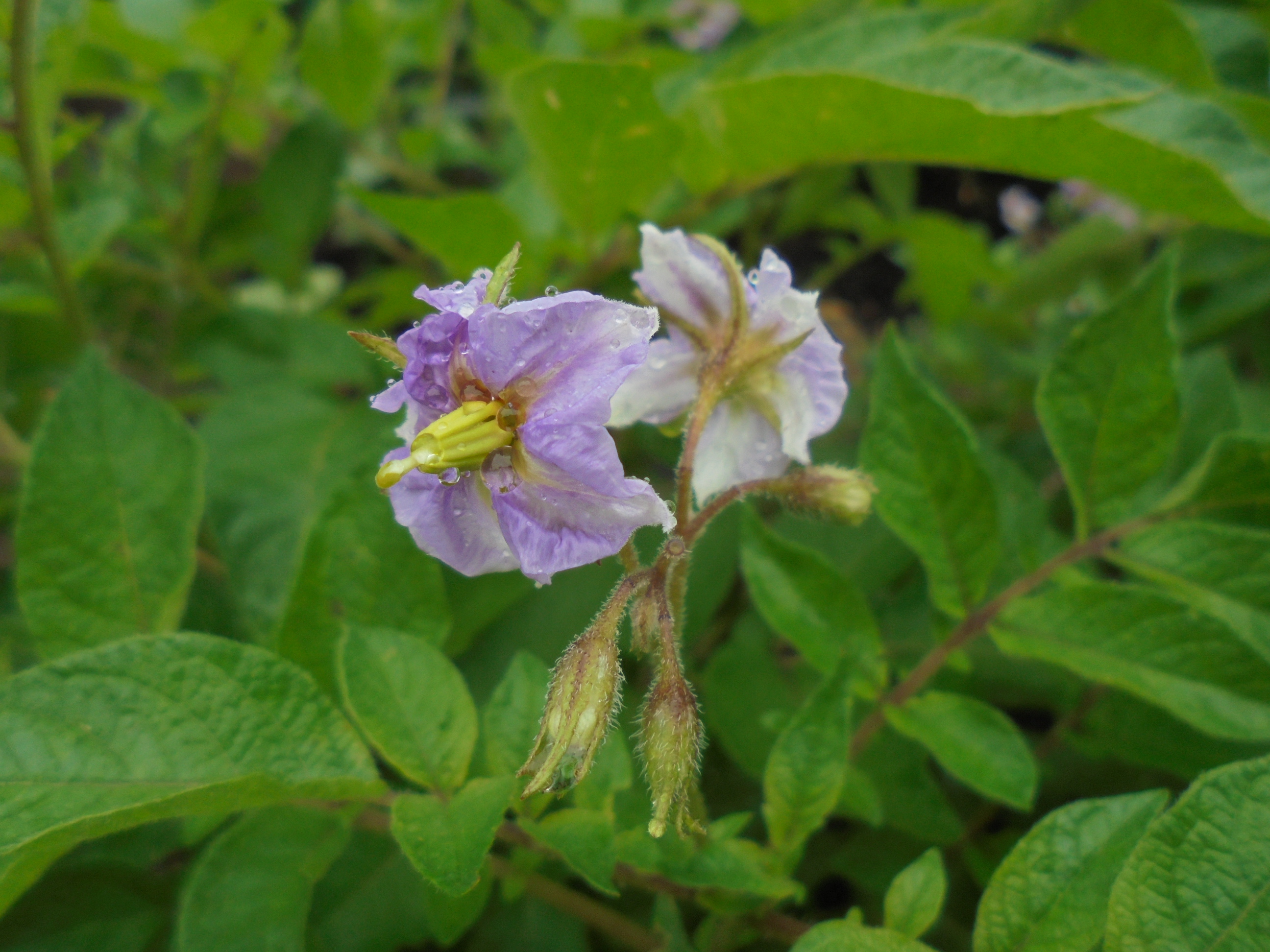 原寸大の写真へ 原寸大の写真へ