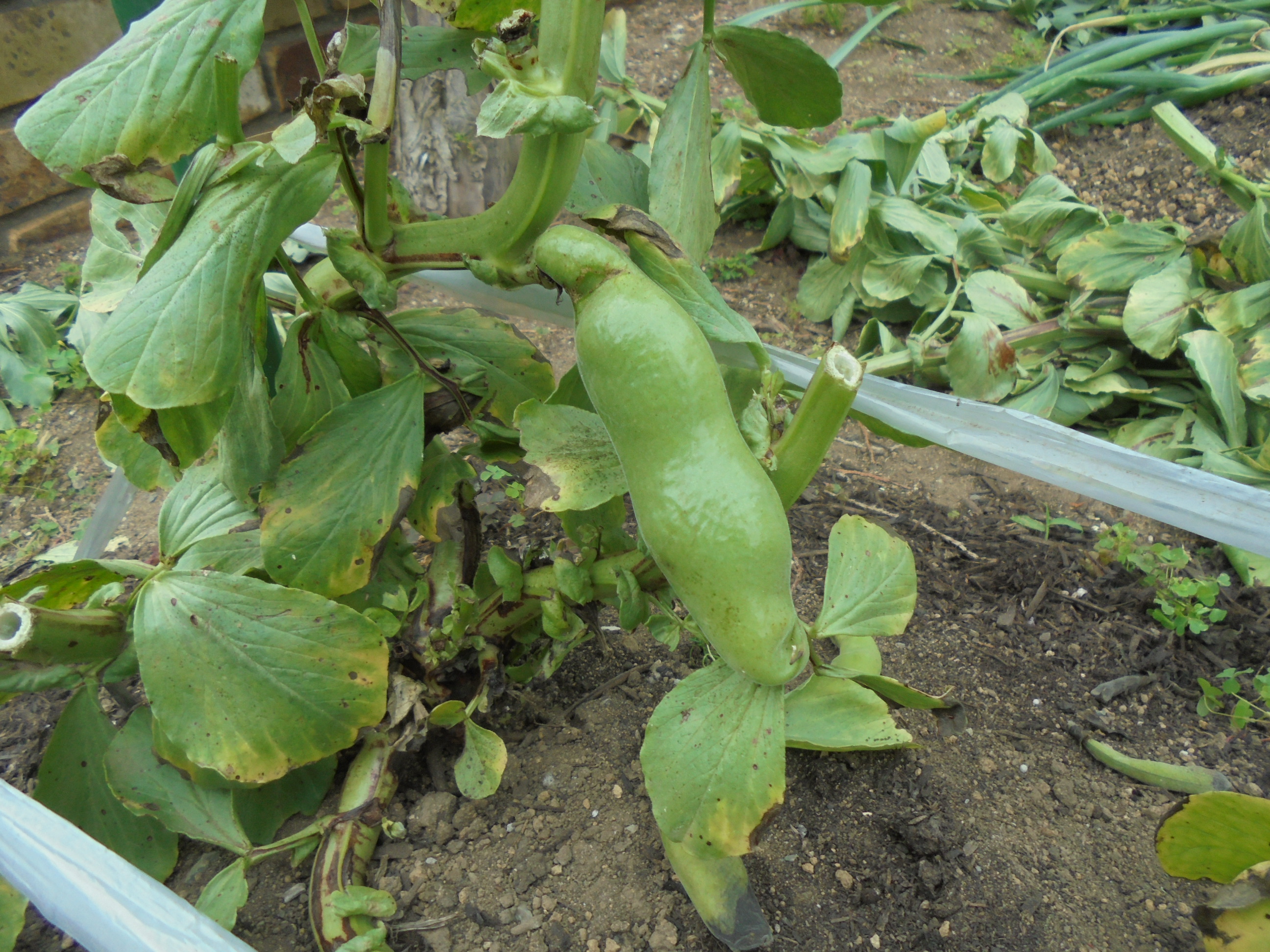 原寸大の写真へ 原寸大の写真へ