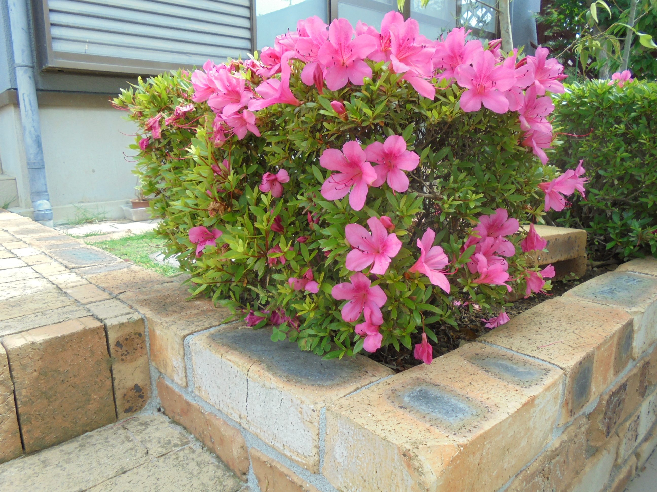 原寸大の写真へ 原寸大の写真へ