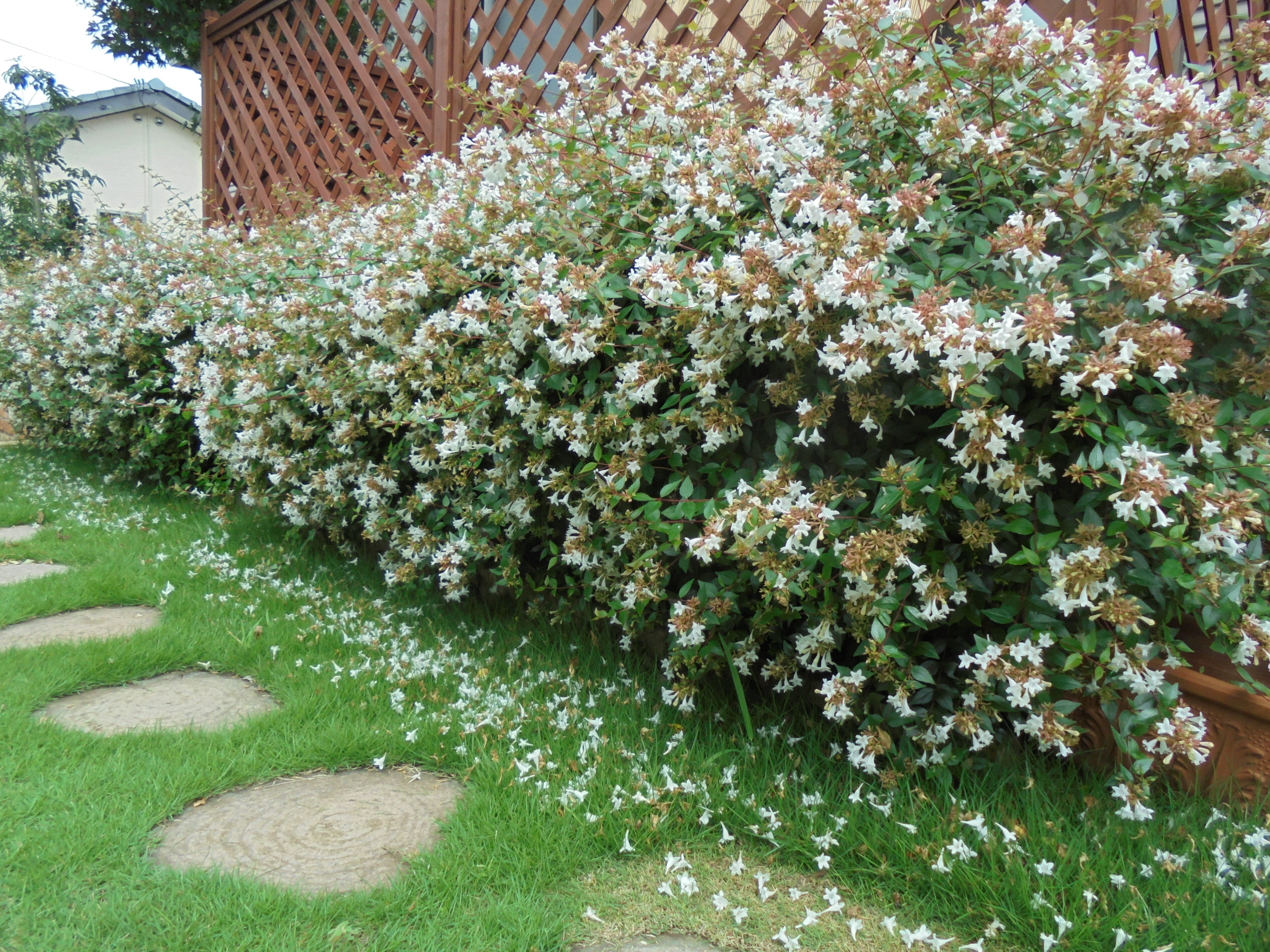 原寸大の写真へ 原寸大の写真へ