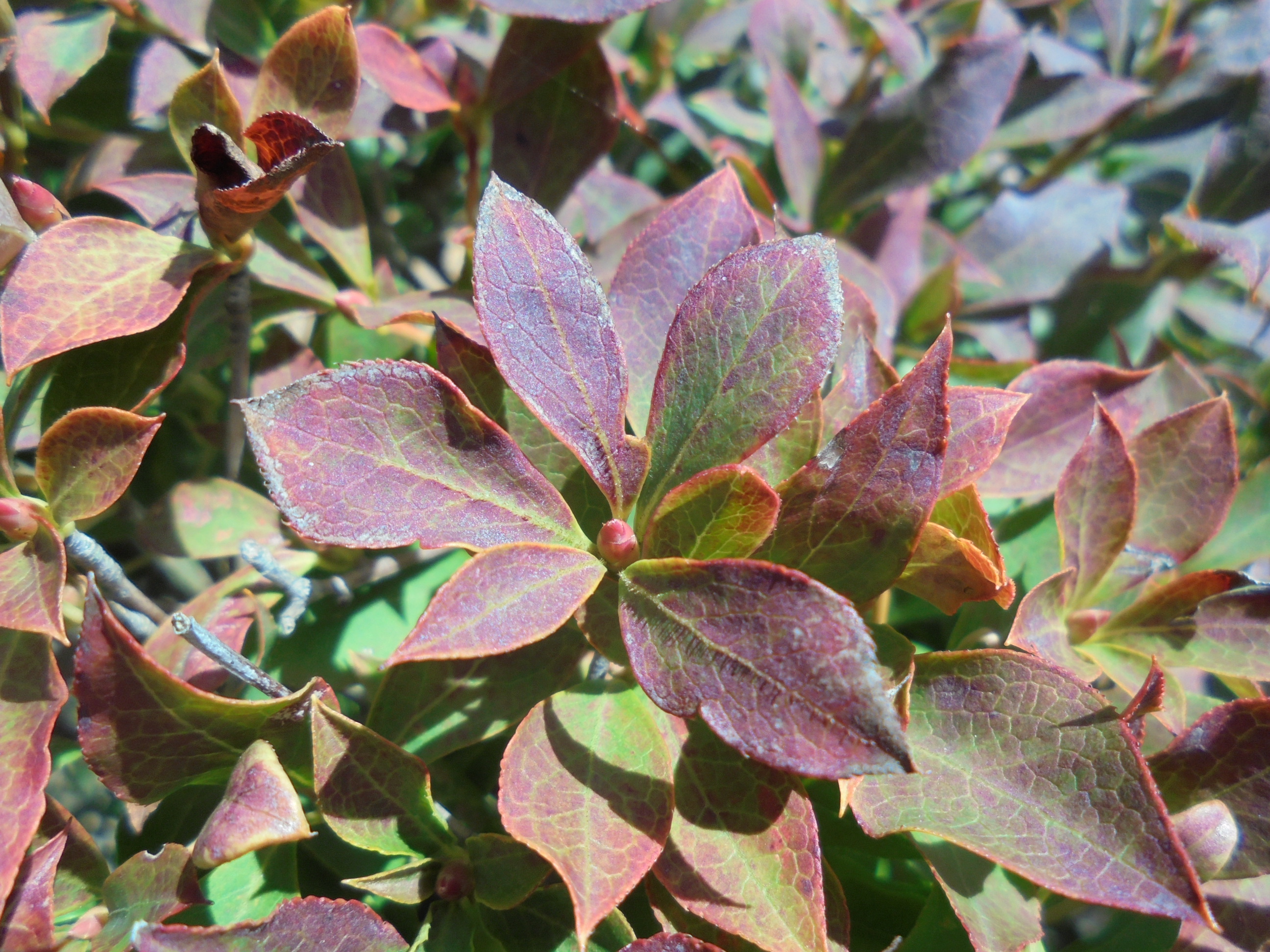 原寸大の写真へ 原寸大の写真へ