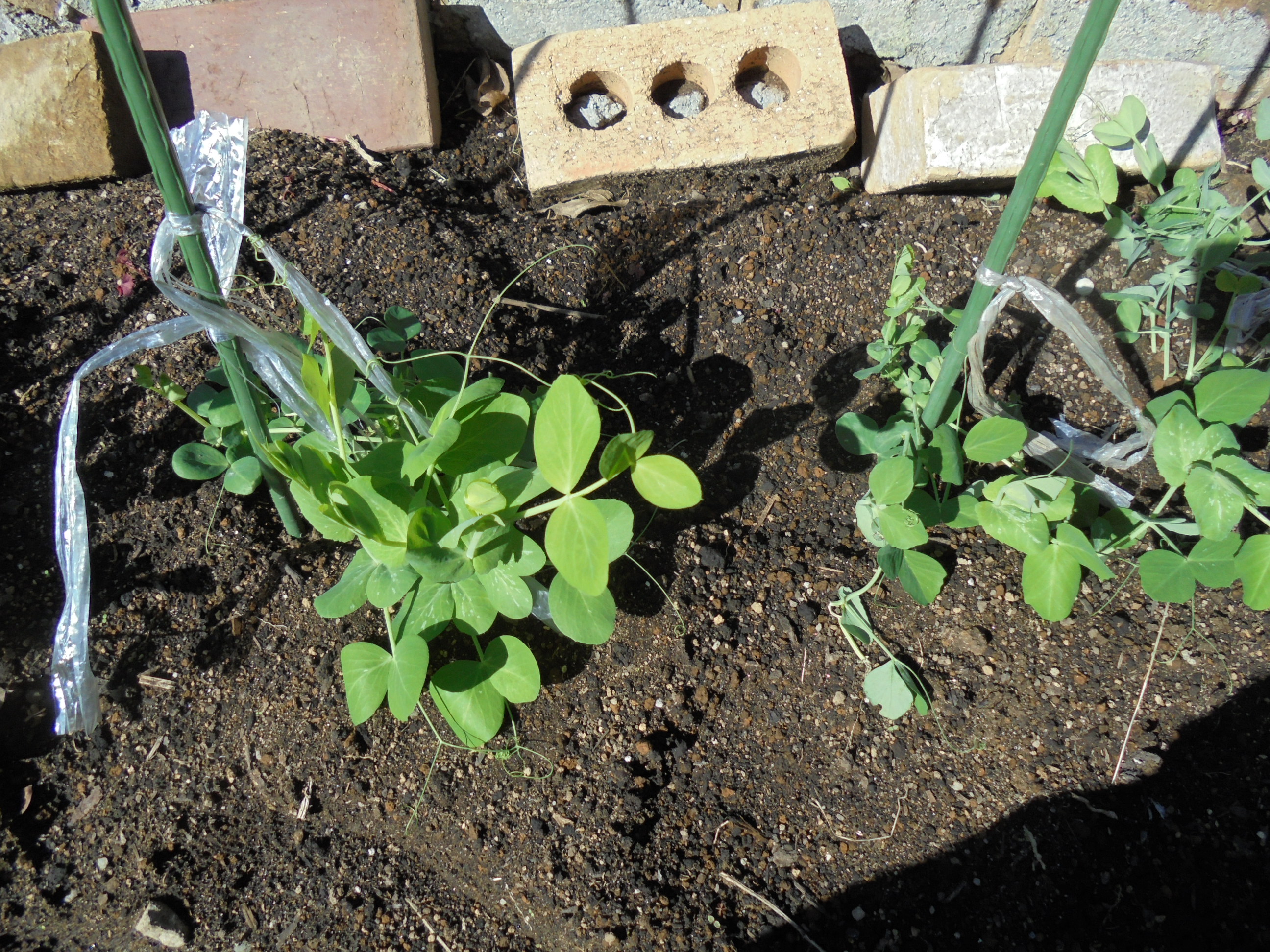 原寸大の写真へ 原寸大の写真へ