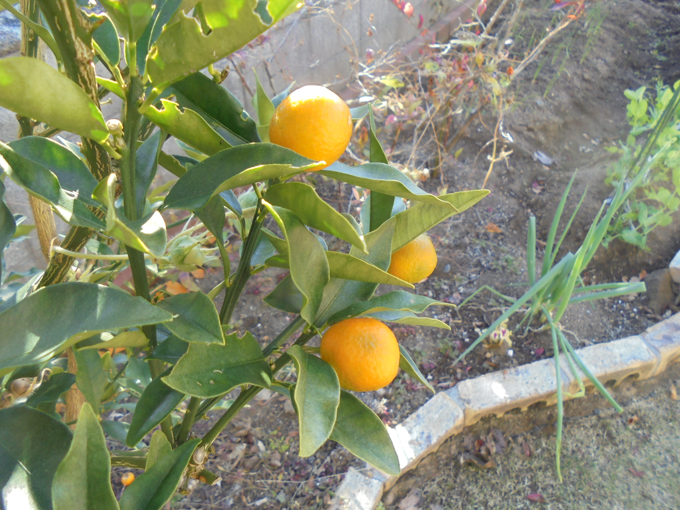 原寸大の写真へ 原寸大の写真へ