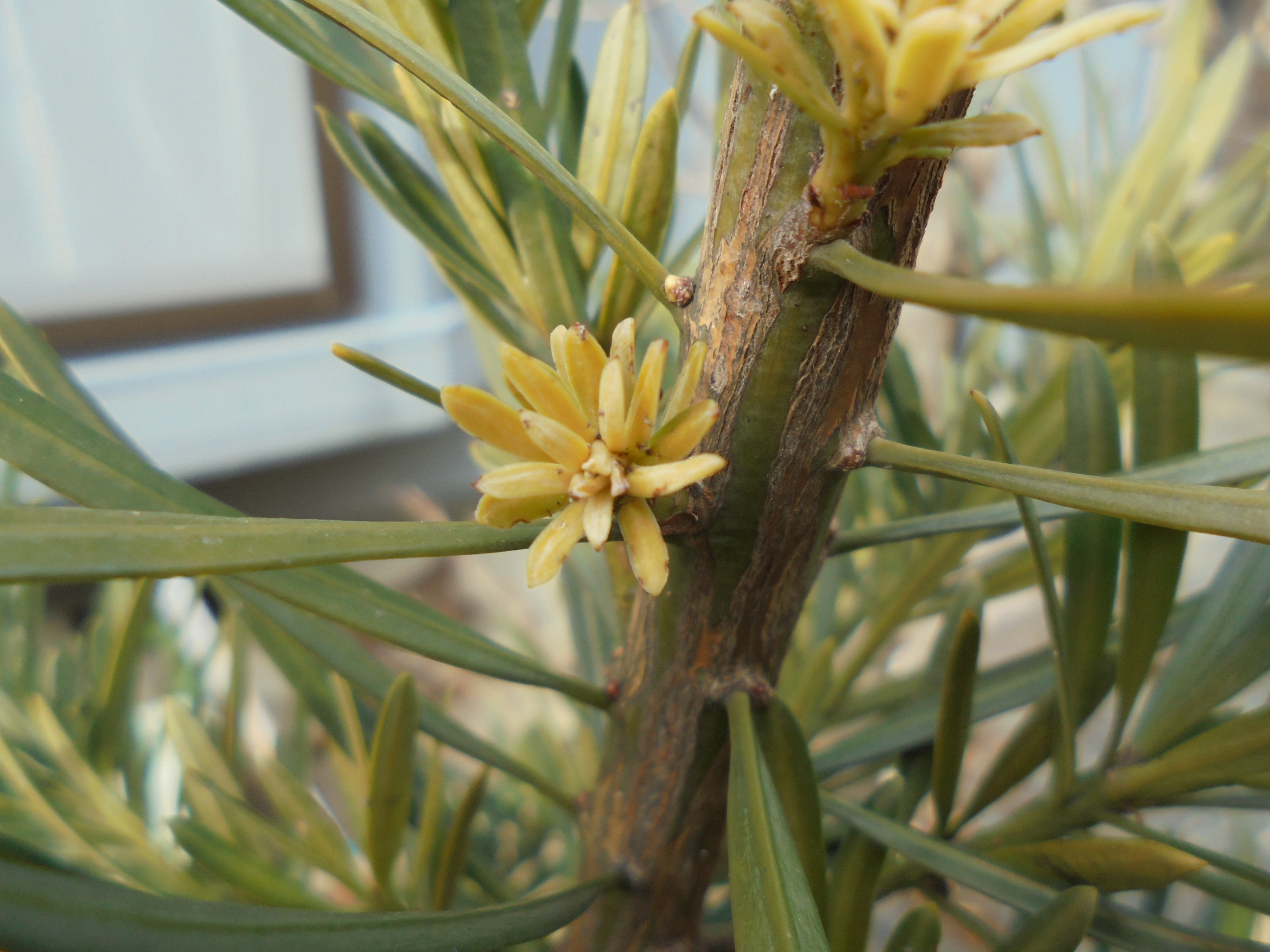 原寸大の写真へ 原寸大の写真へ