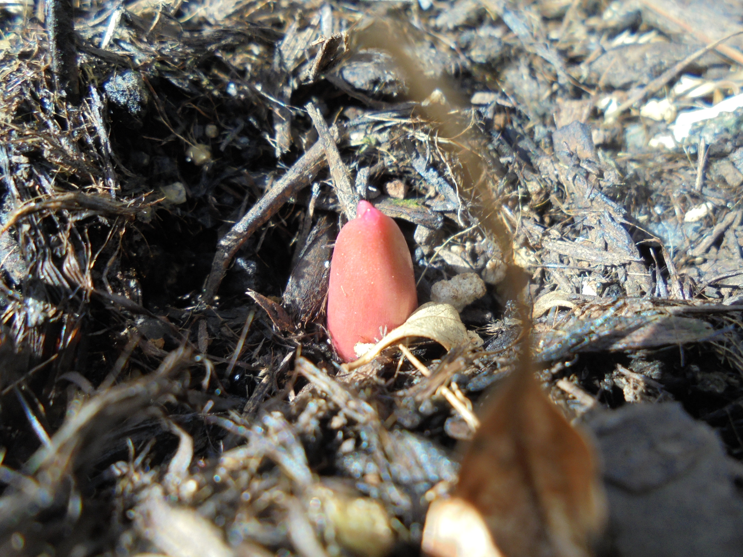 原寸大の表示へ 原寸大の表示へ