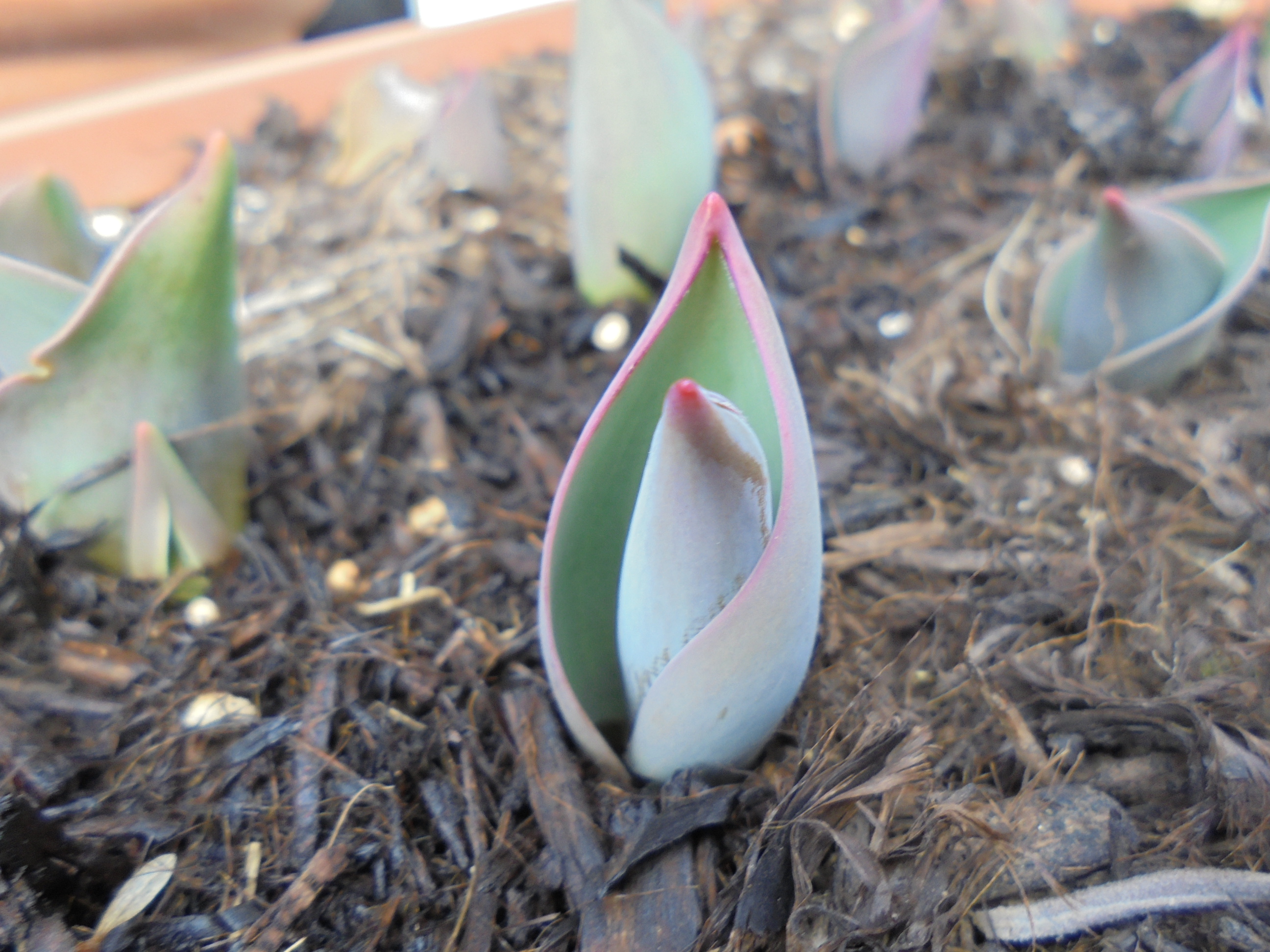 原寸大の写真へ 原寸大の写真へ