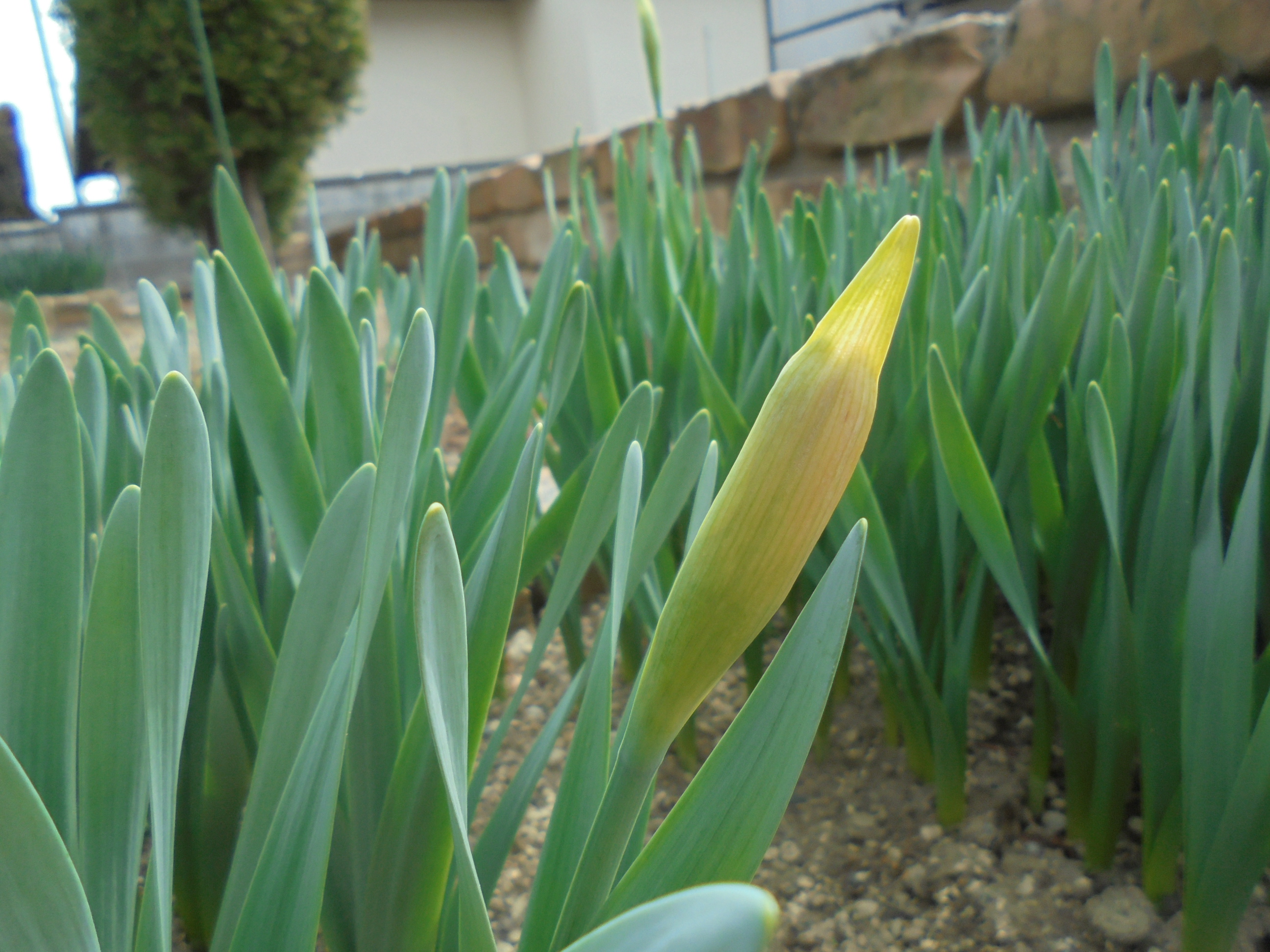 原寸大の写真へ 原寸大の写真へ
