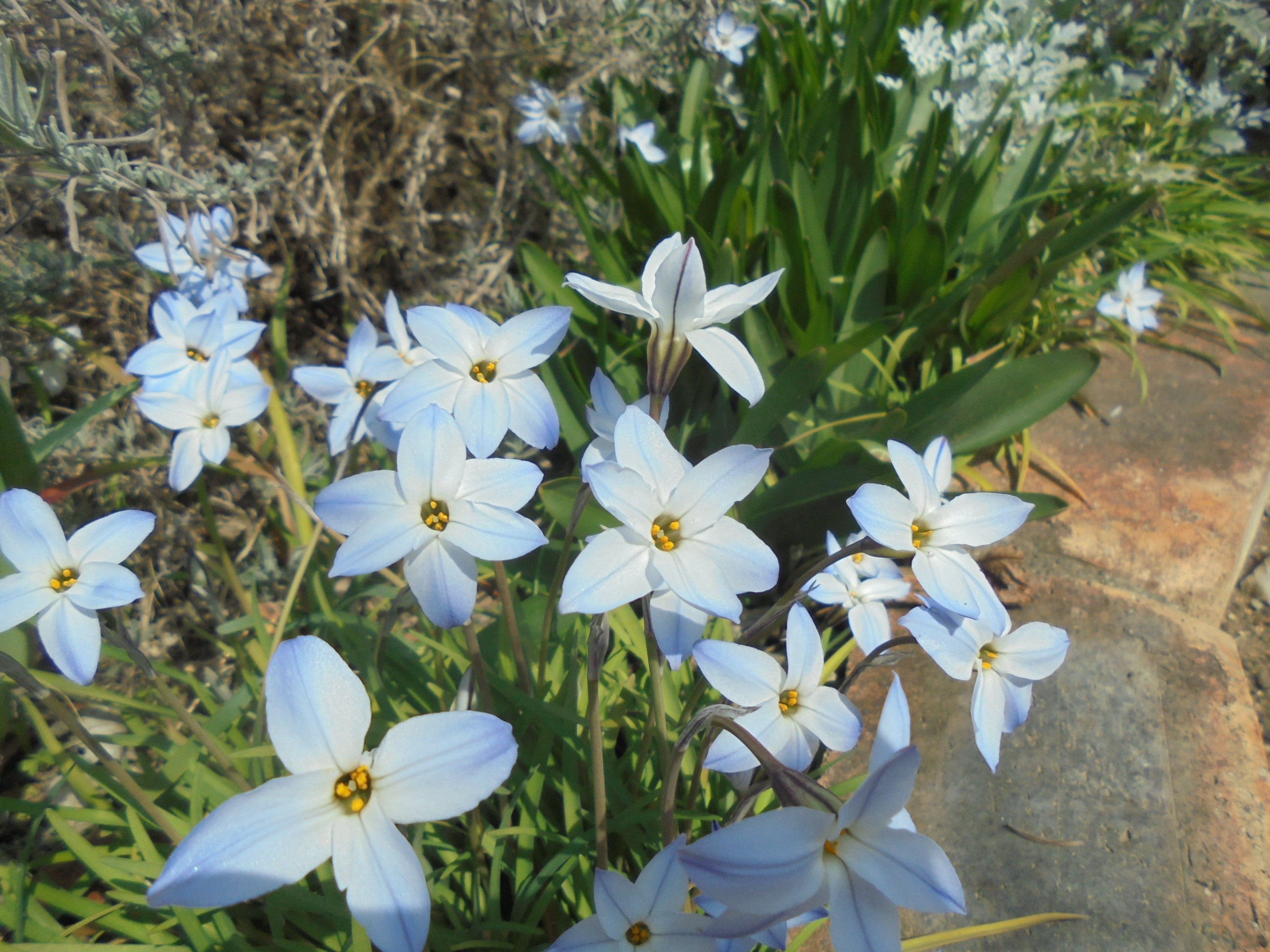 原寸大の写真へ 原寸大の写真へ