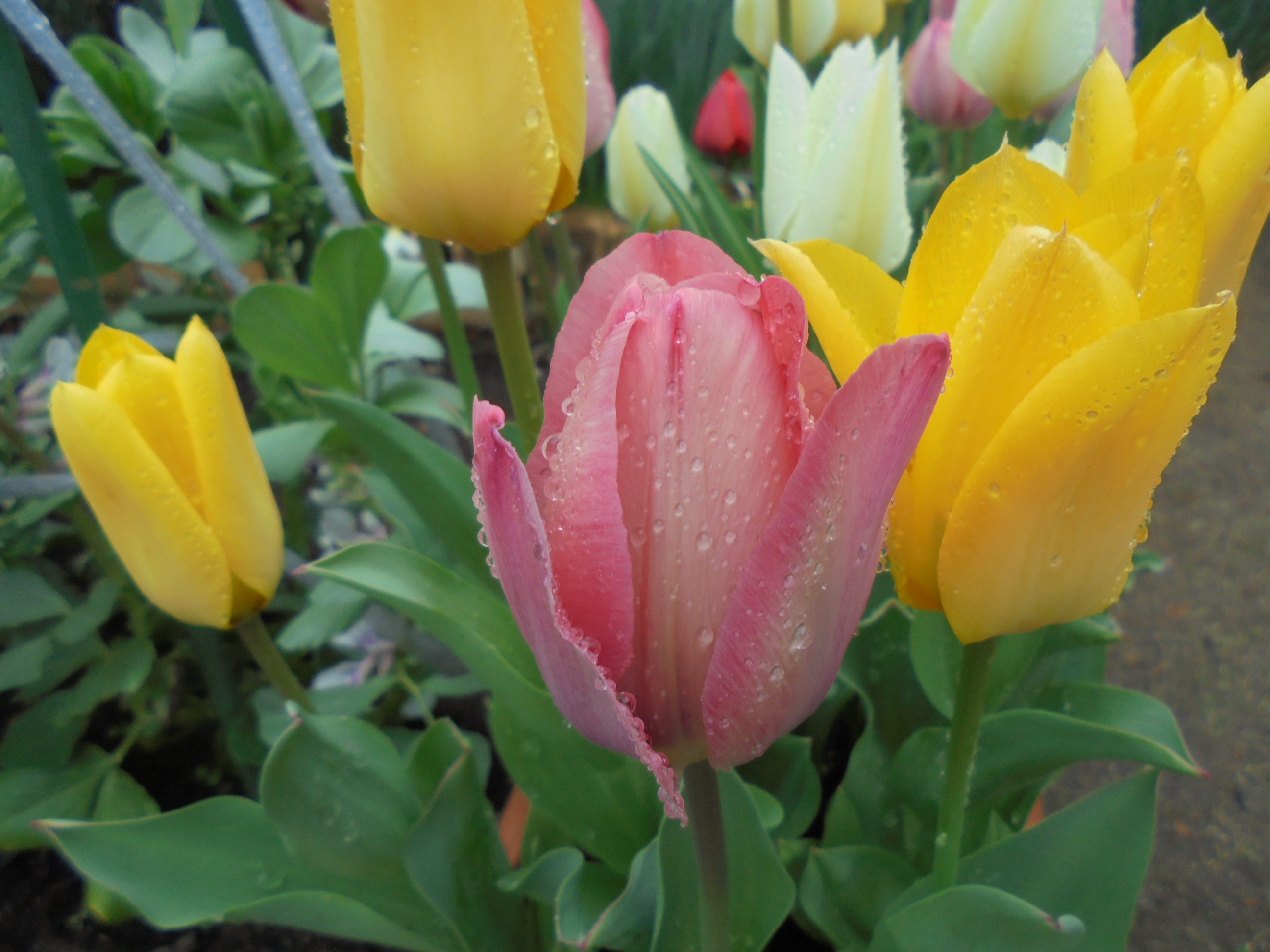 原寸大の写真へ 原寸大の写真へ