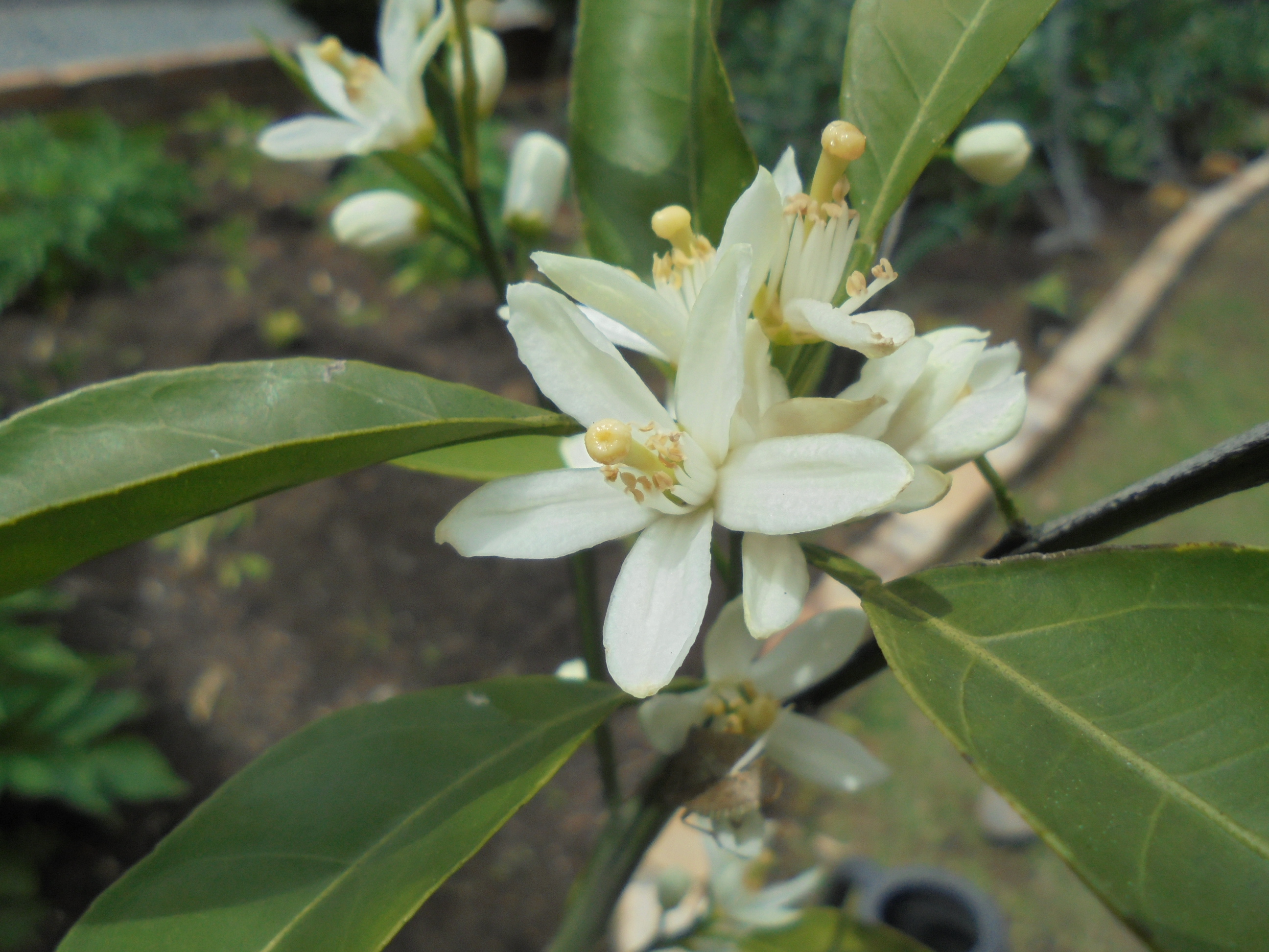 原寸大の写真へ 原寸大の写真へ