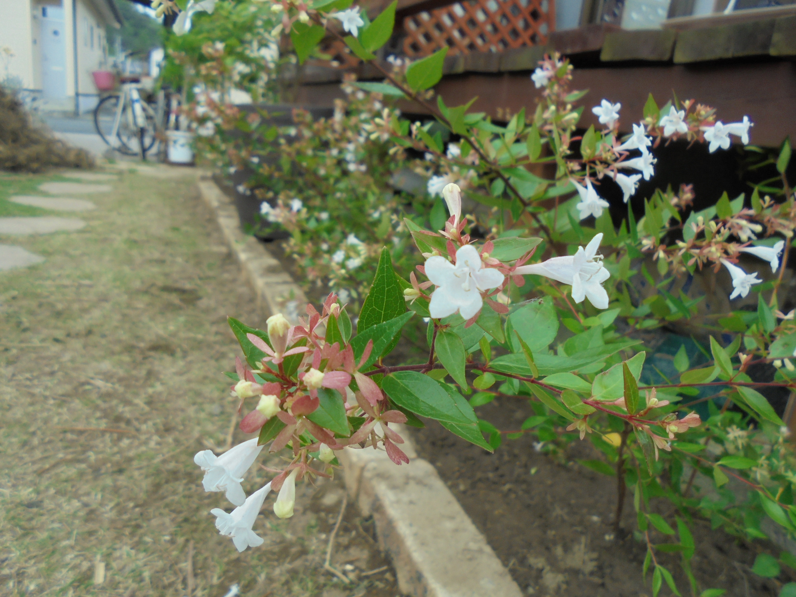 原寸大の写真へ 原寸大の写真へ