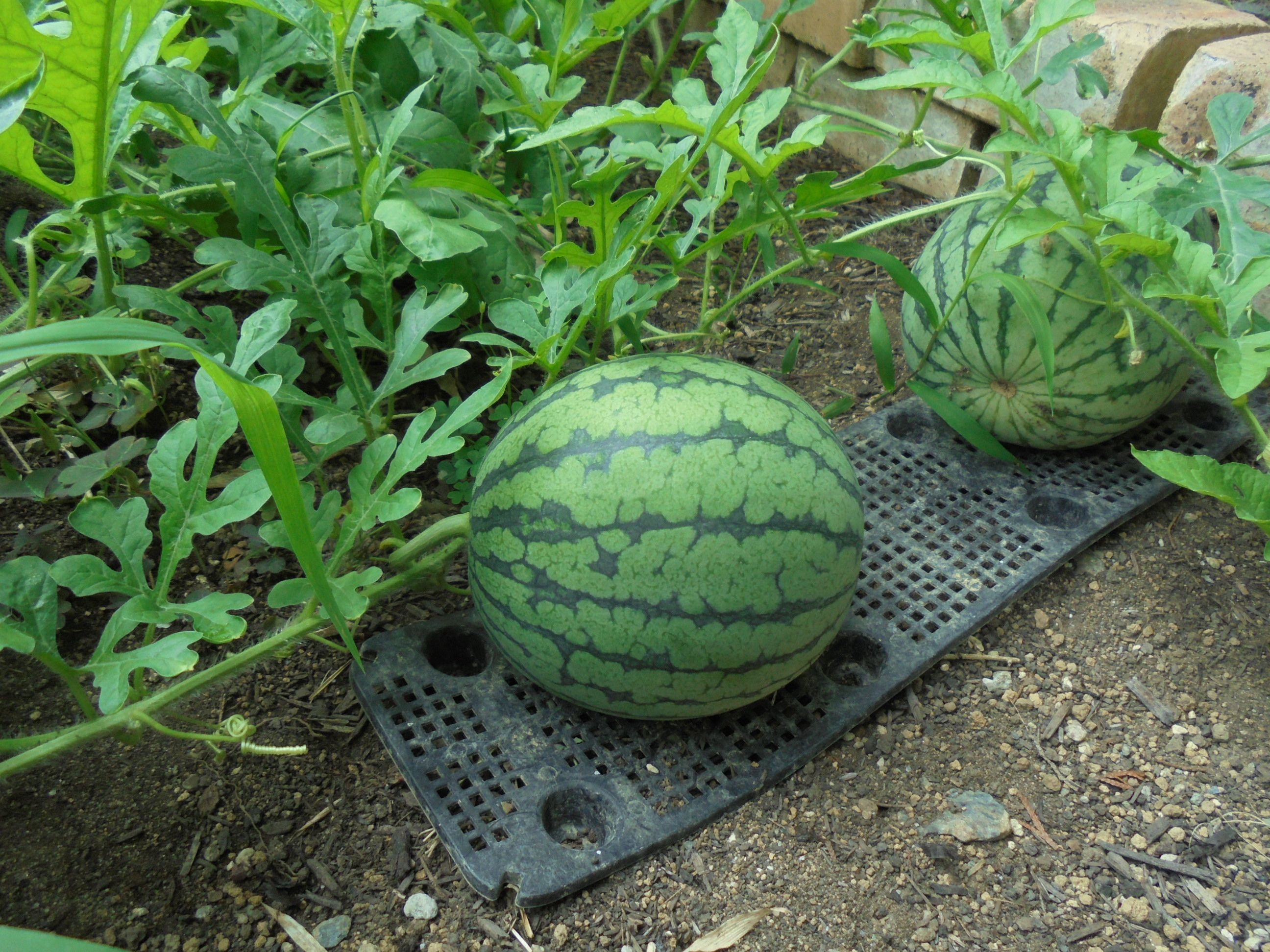 原寸大の写真へ 原寸大の写真へ