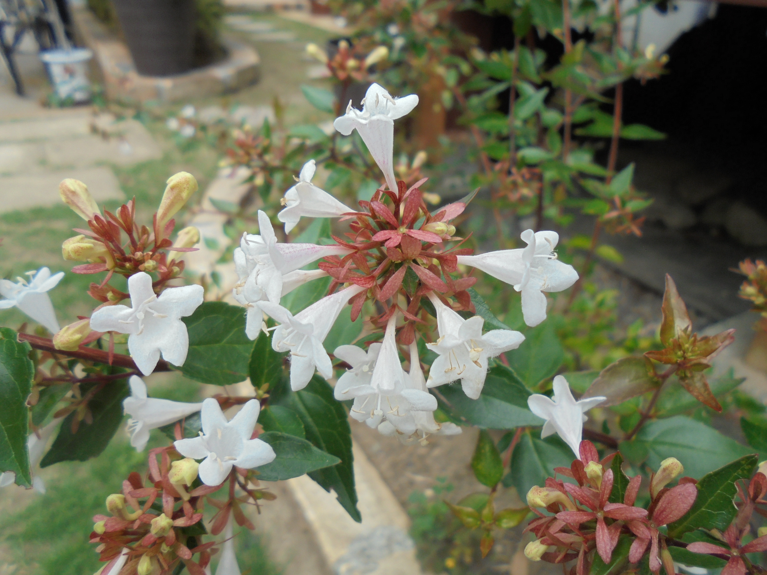 原寸大の写真へ 原寸大の写真へ