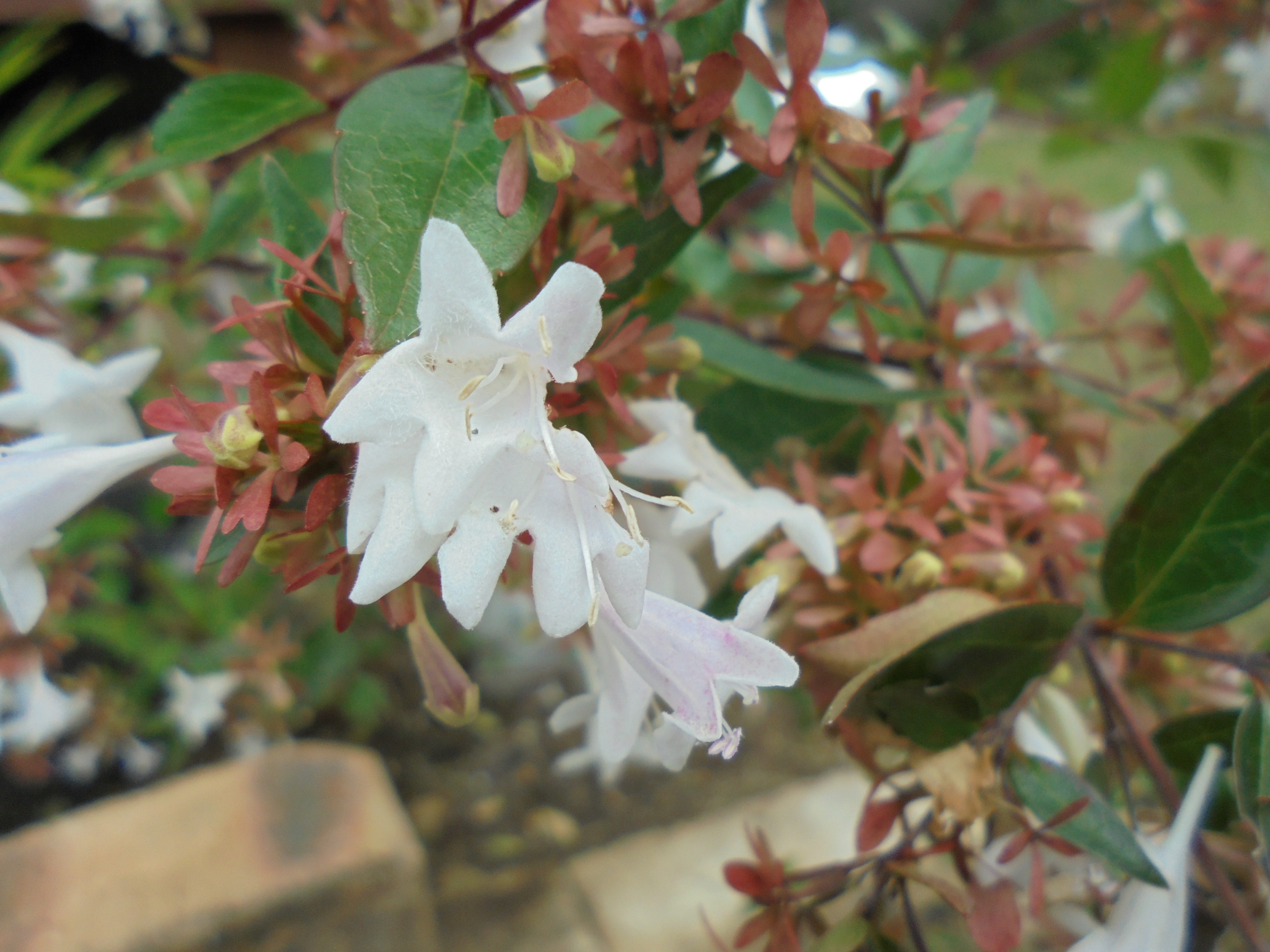 原寸大の写真へ 原寸大の写真へ