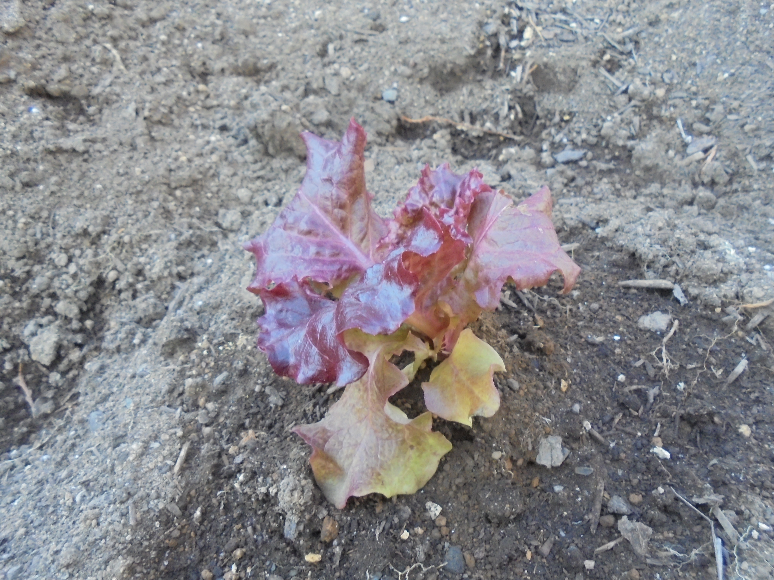 原寸大の写真へ 原寸大の写真へ