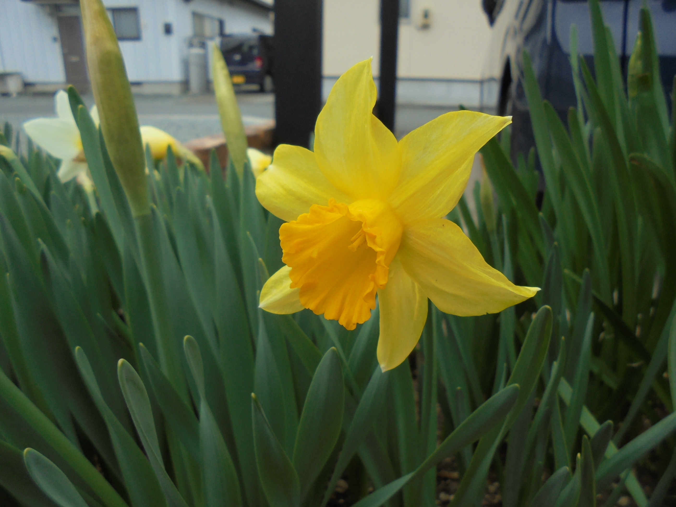 原寸大の写真へ 原寸大の写真へ